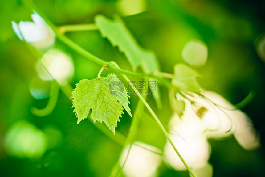 葡萄叶叶子酿酒葡萄园藤叶收成葡萄绿色种植黄色藤蔓图片