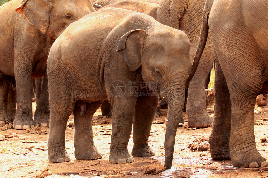 大象剂树干警卫安全力量耳朵獠牙小牛哺乳动物家长母亲图片