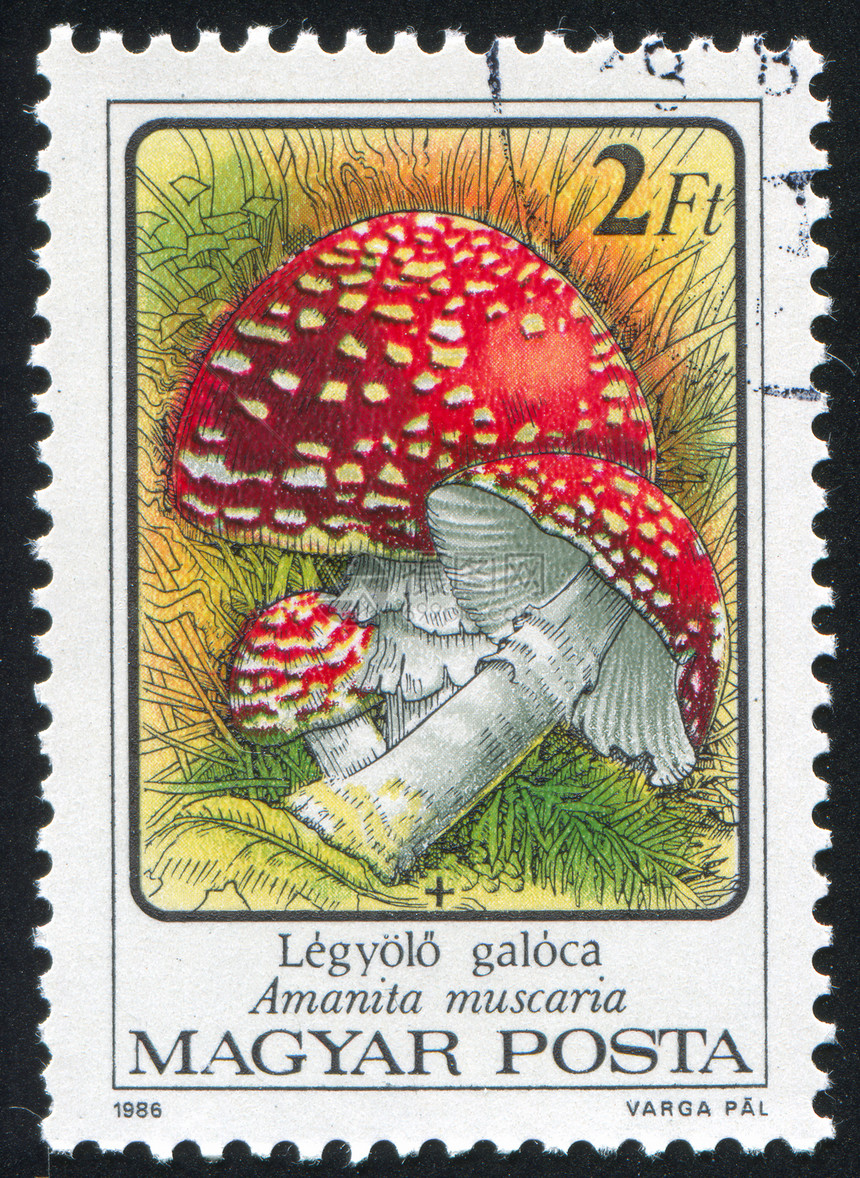 蘑菇荒野集邮海豹邮资邮戳蔬菜邮票明信片邮件菌类图片