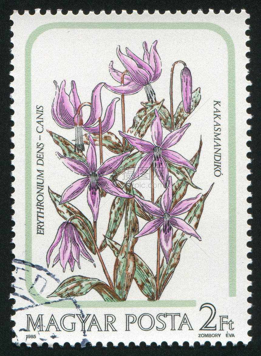 莉莉花古董植物学集邮植物历史性邮票信封邮戳植物群邮件图片