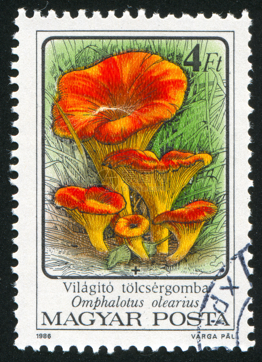 蘑菇邮件邮票蔬菜植物信封邮戳海豹菌类历史性集邮图片