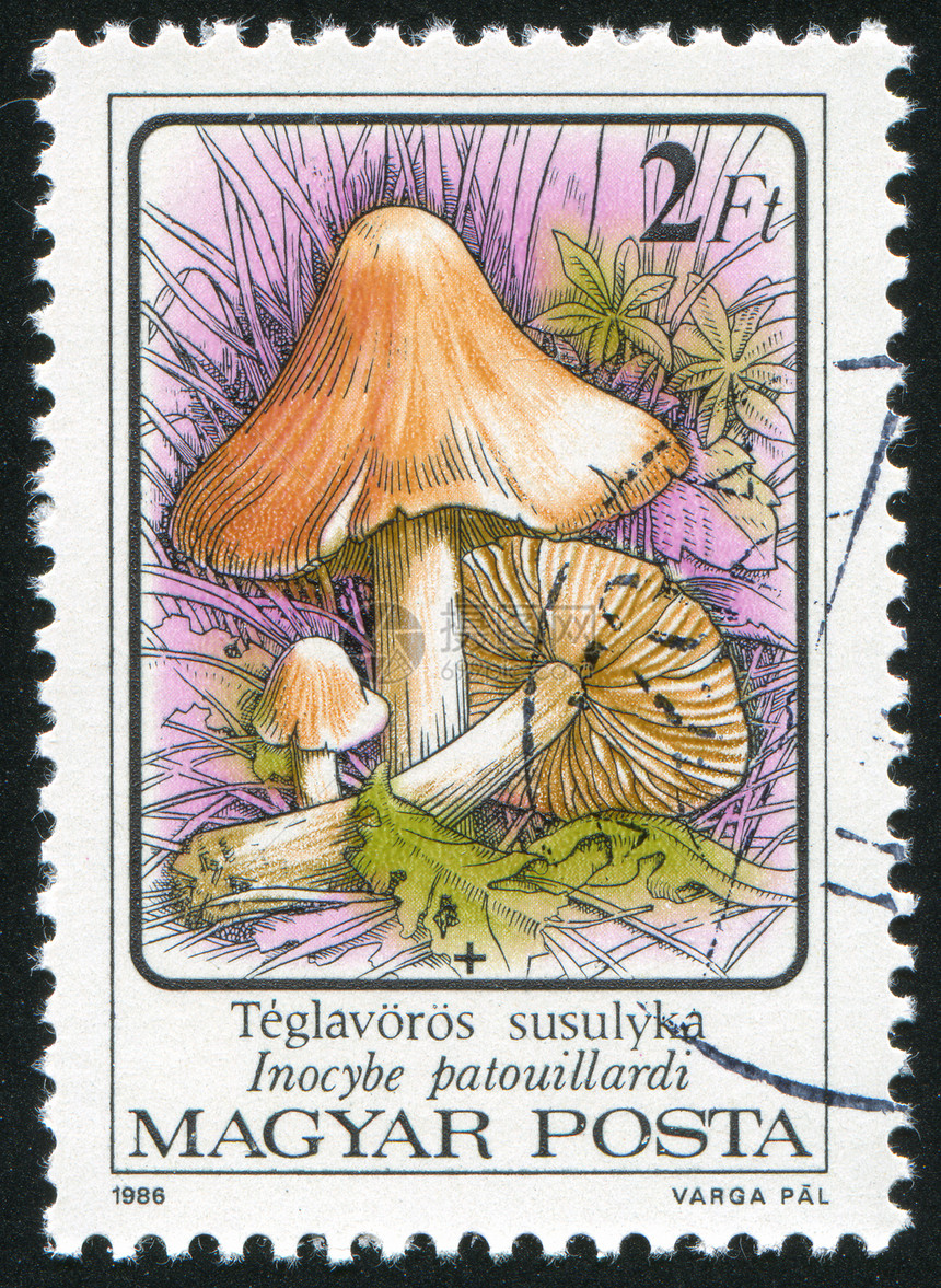 蘑菇信封菌类明信片历史性邮资邮票集邮荒野邮件海豹图片