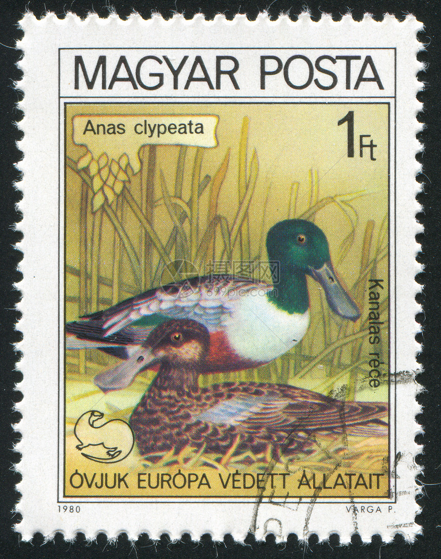 鸭子邮戳古董邮票邮资荒野公园集邮羽毛野生动物动物图片