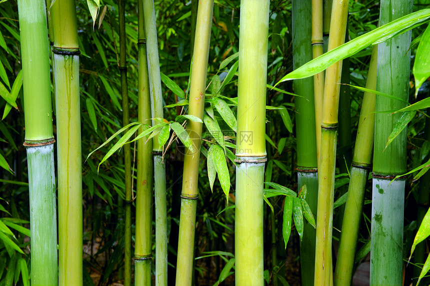 绿竹林活力花园叶子文化异国竹子风水森林生物植物图片