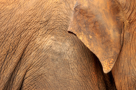大象皮肤女性威胁野生动物隐藏格言黑色危险棕色哺乳动物荒野背景图片