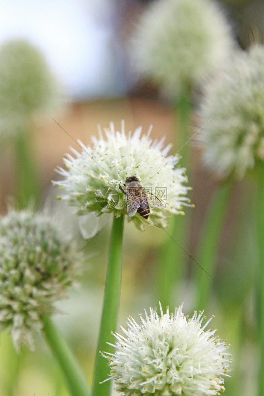 有蜜蜂的洋葱花营养蔬菜维生素洋葱动物种子季节植物气味生长图片