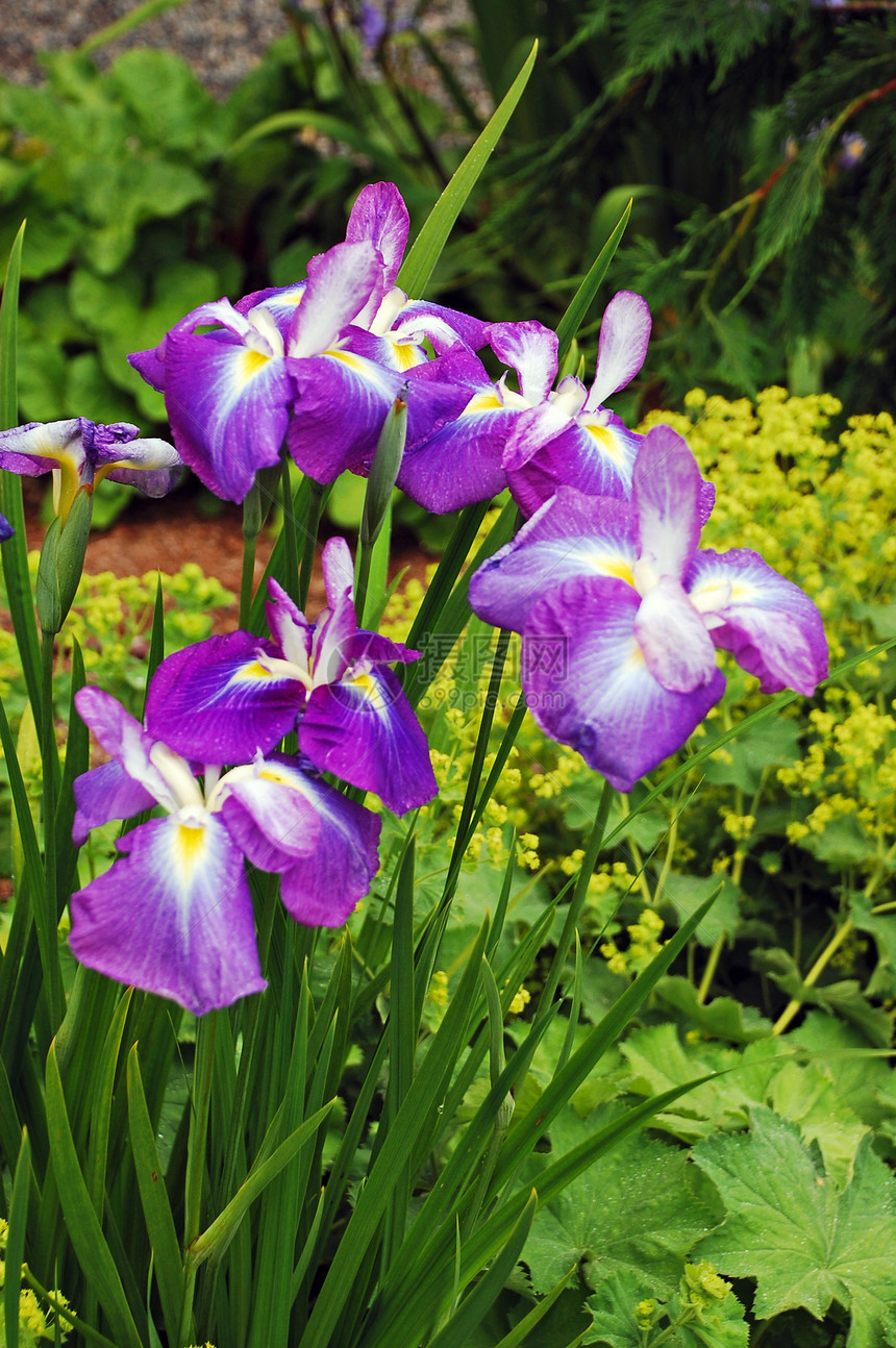 紫虹绿色花朵植物树叶花园植物群紫色花瓣图片