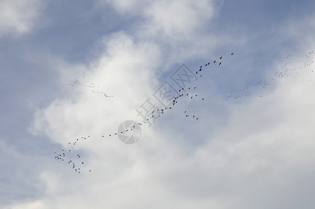 秋天迁徙期间天空中常见的起重机背景图片
