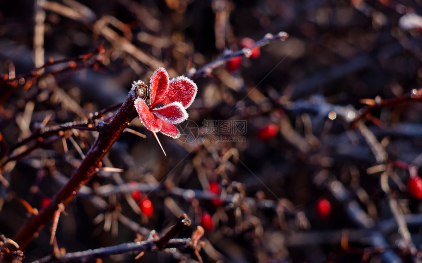 冻结的红叶水晶火花季节天气宏观雪花白色季节性图片