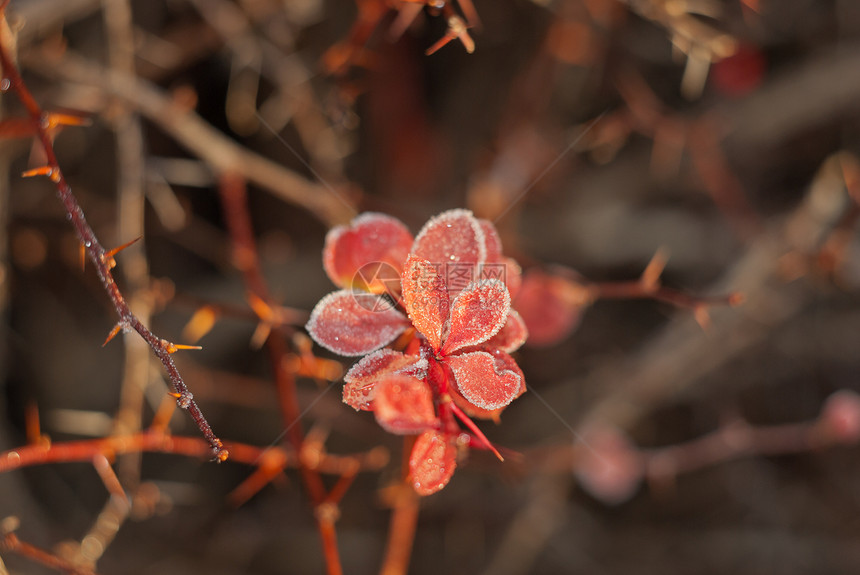红叶季节火花雪花天气水晶宏观冻结季节性白色图片