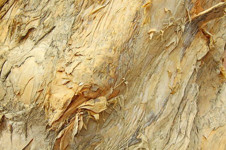 树树皮细节花园热带植物划痕条纹森林棕褐色植物群墙纸皮肤背景图片