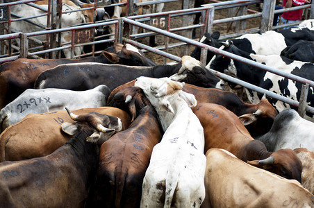 供繁殖的公牛家畜白色动物屠宰场农场黑色背景图片