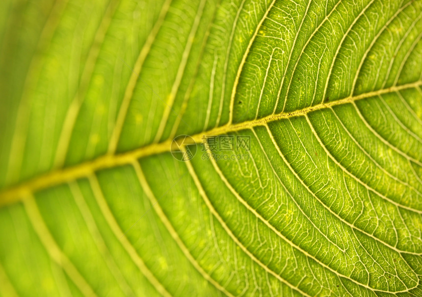 绿叶进步刀刃生活材料活力美丽环境植物学植物群生长图片