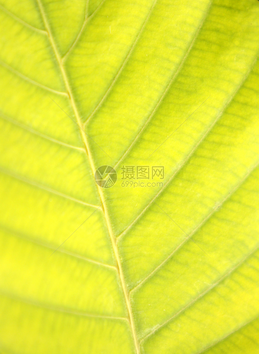 绿叶材料花园宏观生物学生长园艺叶子环境植物学植物图片