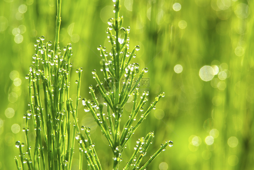 草绿色草本植物雨滴植物生长草地液体花园树叶宏观图片