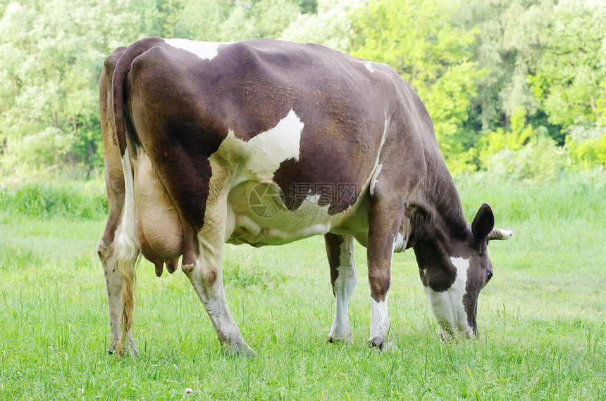奶牛草地牧场牛肉奶制品哺乳动物鼻子稻草白色绿色田园图片