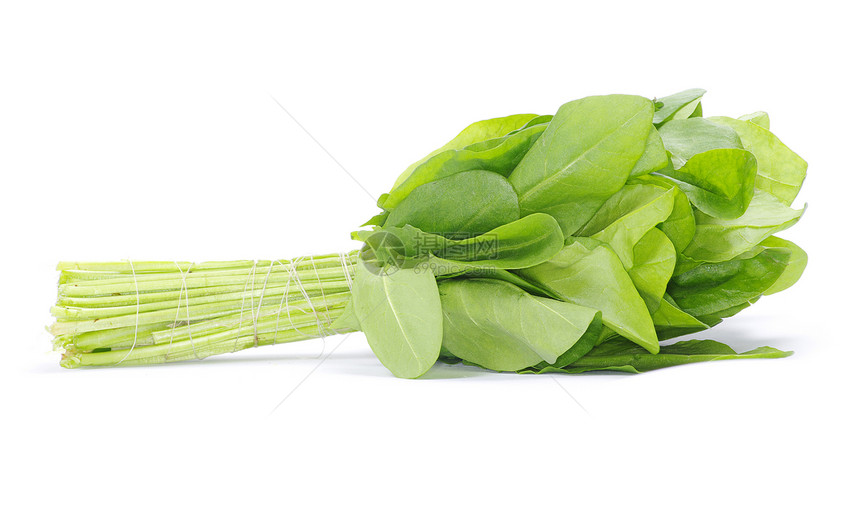 酸痛蔬菜香料树叶草本植物绿色图片