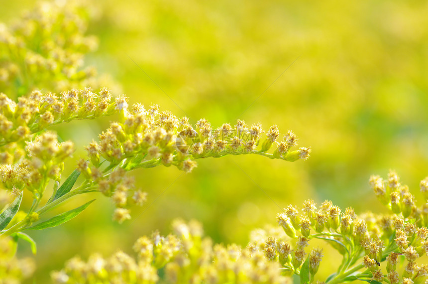 花朵美丽草地辉光生长花园香味花瓣植物环境植物学图片