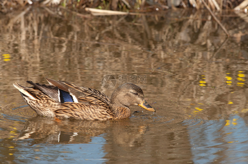 马拉德公园游泳野生动物季节性羽毛池塘水鸟洗澡反射水禽图片