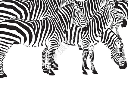 肯尼亚马赛马拉斑马动物结构白色动物园黑色物种墙纸毛皮条纹马赛插画