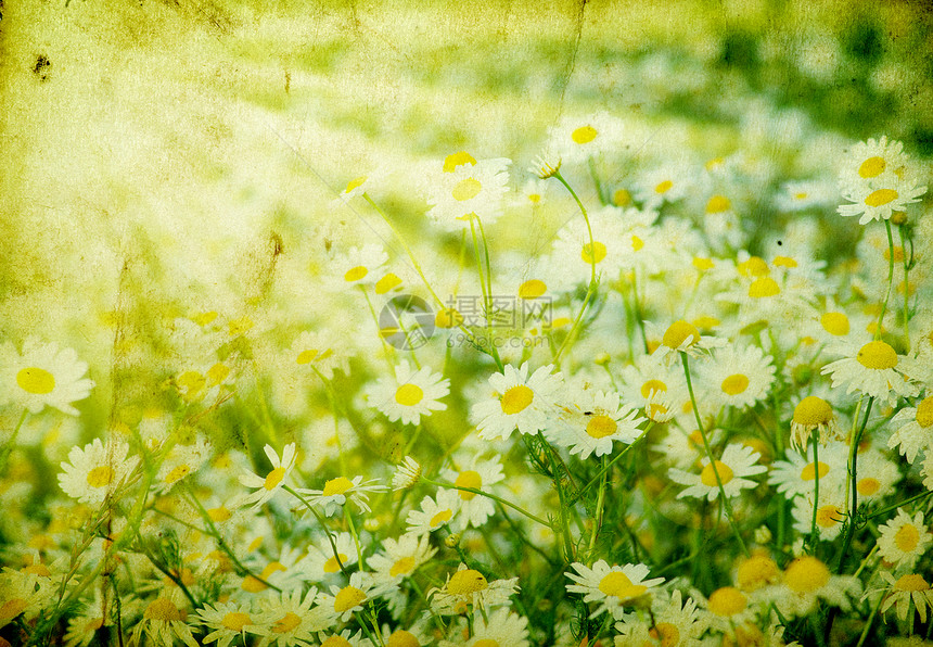 氨基烷叶子家庭绿色甘菊生长场景植物花朵草地乡村图片