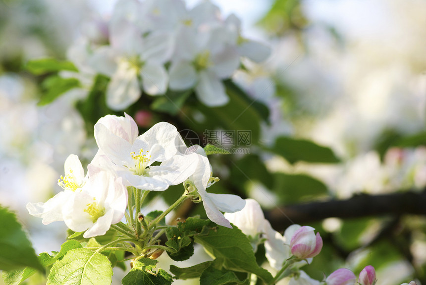 樱花花绿色季节性白色花瓣图片