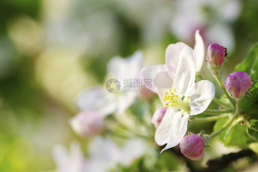 樱花花绿色白色花瓣季节性图片