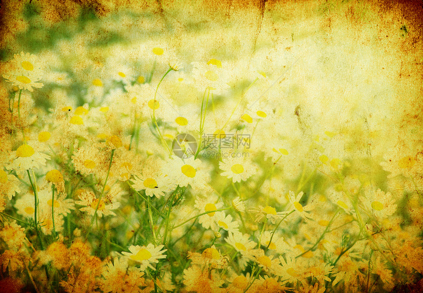 氨基烷花朵园艺草地乡村叶子雏菊花瓣团体白色场地图片