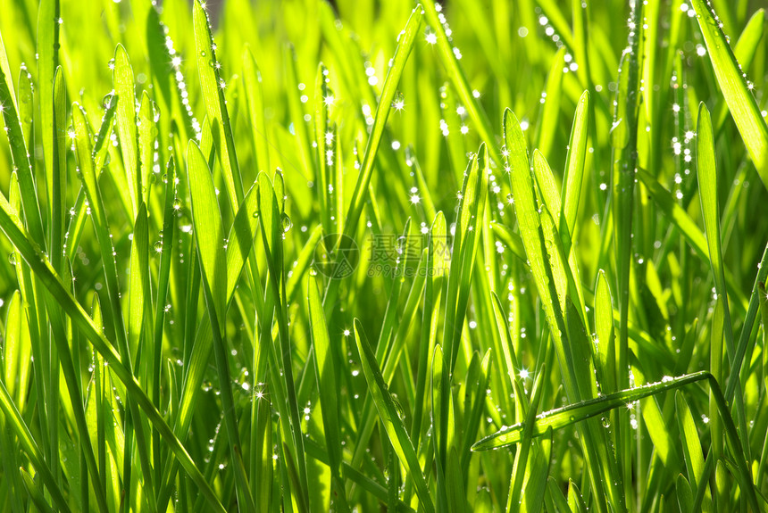 滴落草本植物雨滴生长宏观树叶草地绿色植物花园液体图片