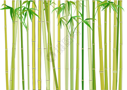 竹子园艺装饰品树木遗产生物热带生长森林气候文化背景图片