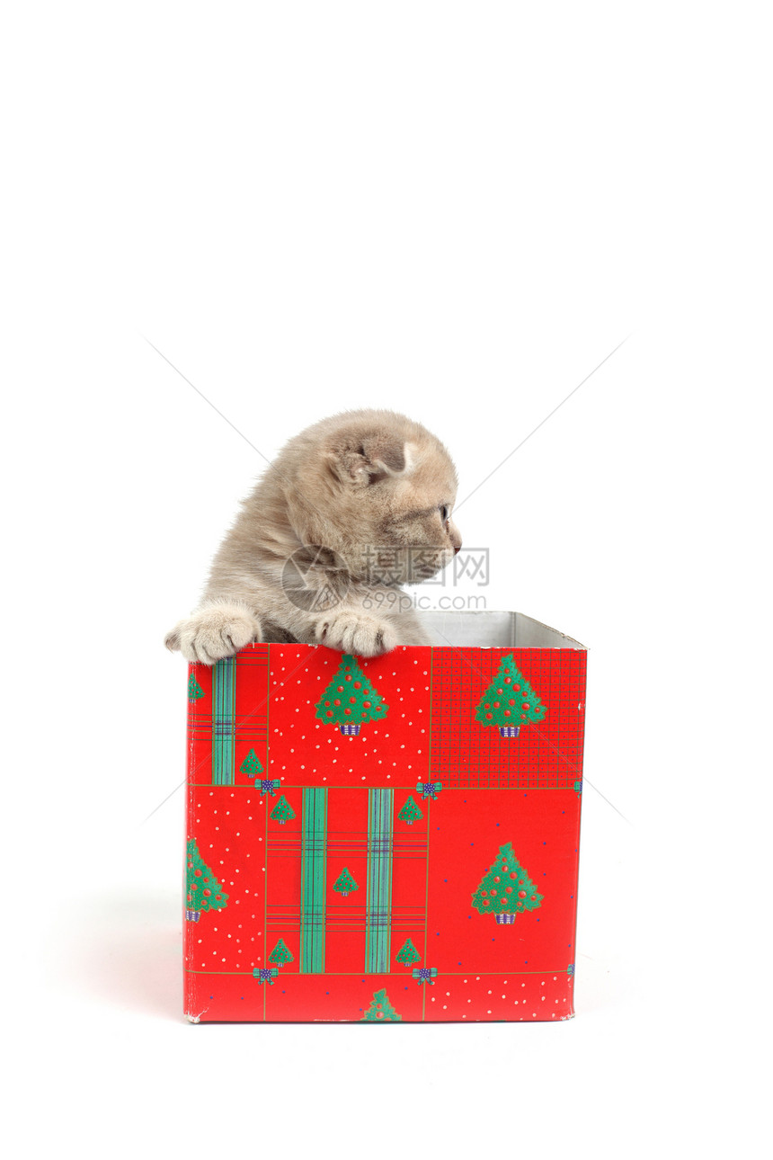 礼品盒中的猫宠物猫科小猫爪子家庭展示婴儿星星惊喜金子图片