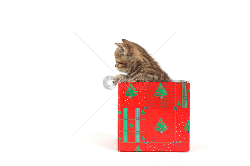 礼品盒中的猫金子孩子家庭毛皮猫科盒子宠物猫咪动物生日图片