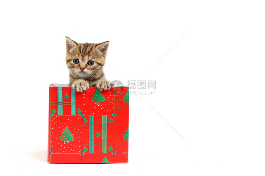 礼品盒中的猫动物婴儿展示金子兽医星星小猫生日毛皮孩子图片