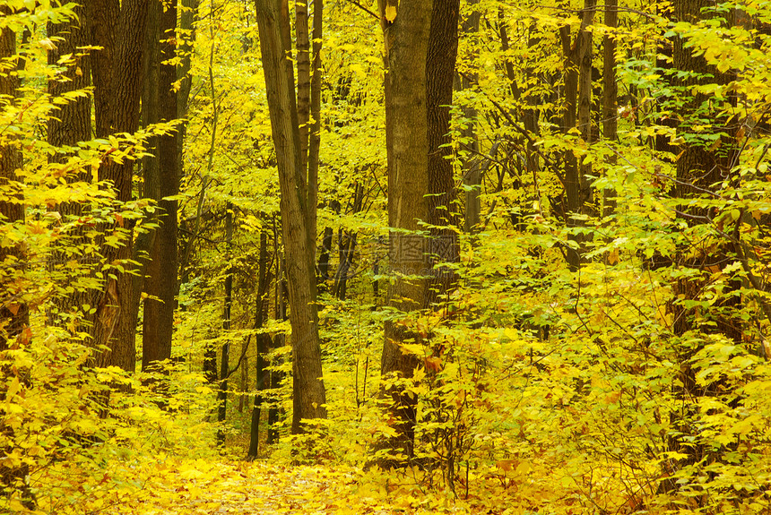 秋林公园叶子森林金子黄色小路橙子花园树叶红色图片