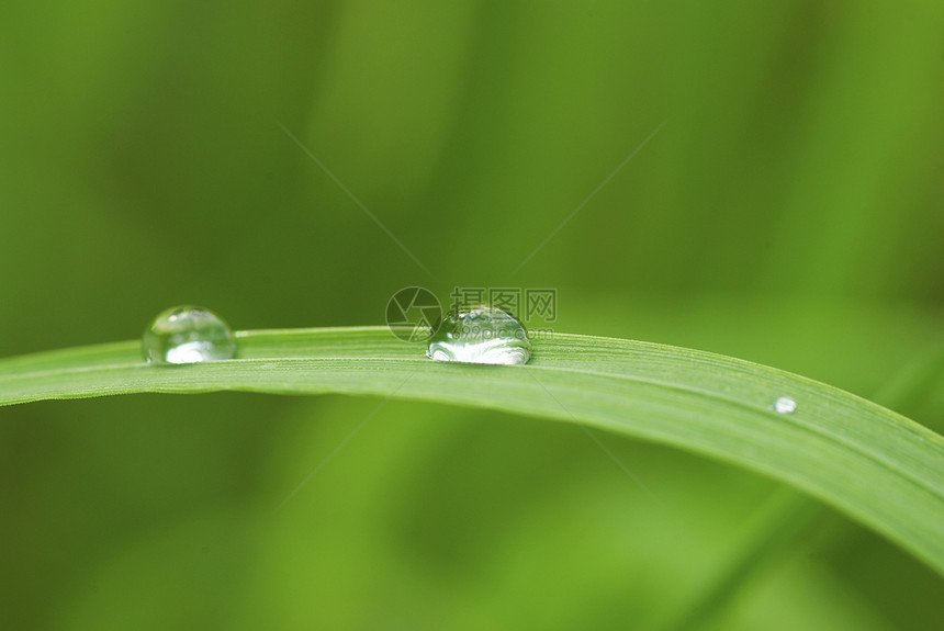 草地上滴水花园绿色生长草本植物雨滴宏观液体植物树叶图片