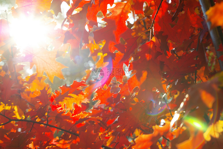秋季假期分支机构树叶叶子红色橙子森林生长植物环境图片
