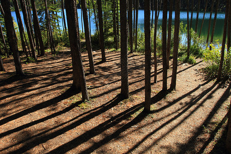 森林碳汇森林路径和湖泊背景