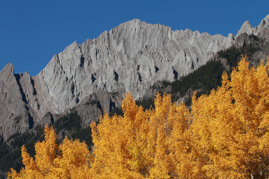 秋秋花树和山丘树木山脉微风森林高山黄色树叶季节白杨树叶子图片