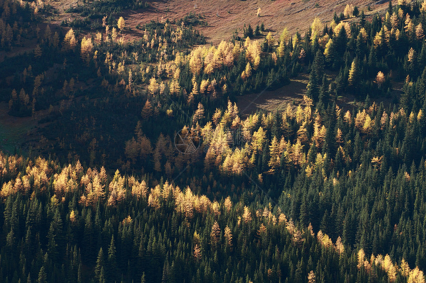 秋天阿尔卑斯山树季节树木高山黄色森林山脉图片