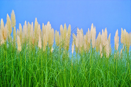 有利于环境的草原天空叶子环保绿色生长植物蓝色背景图片