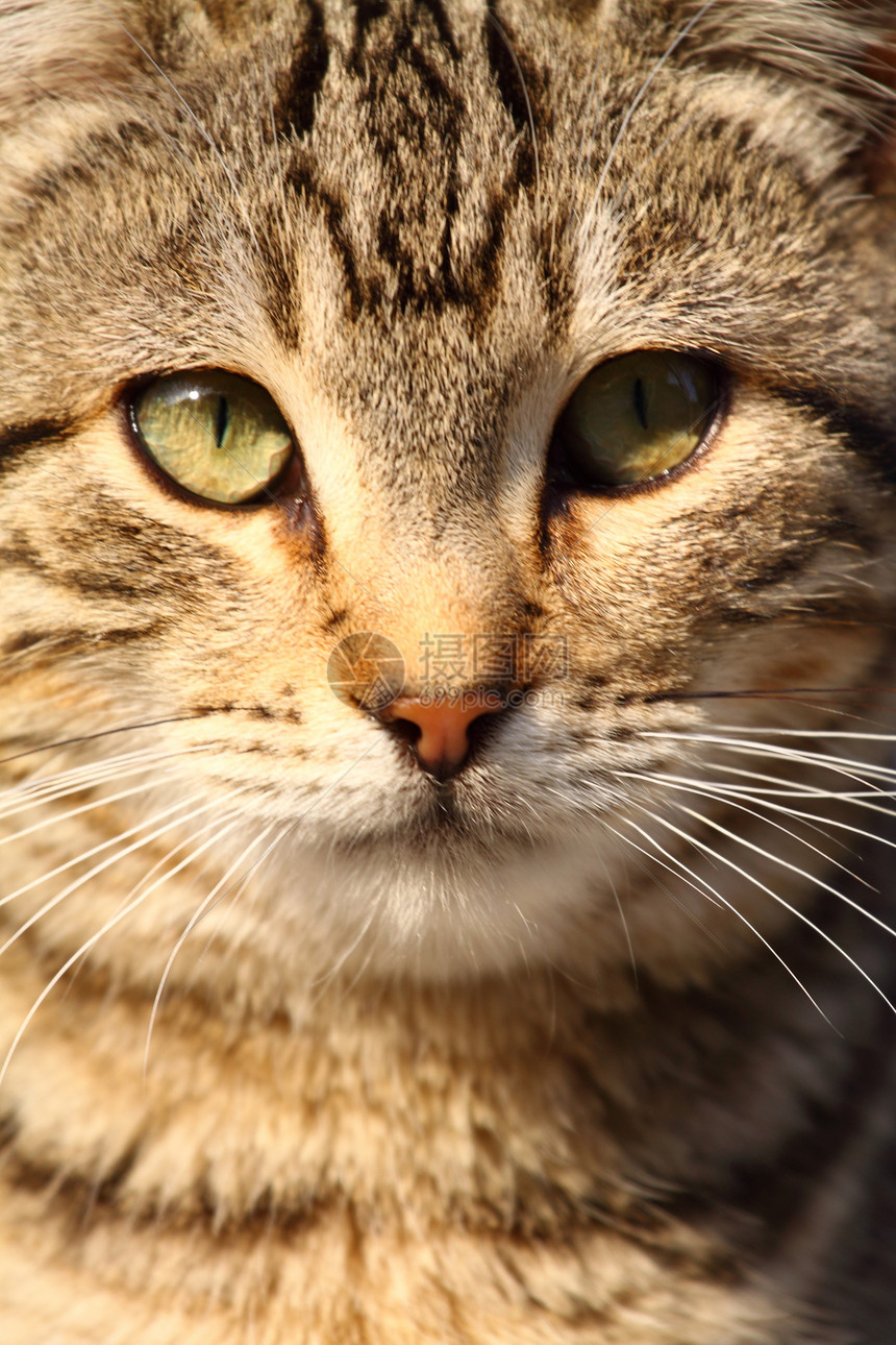 以自然背景为背景的家猫近视肖像朋友胡须猫科虎斑小猫浣熊冒充胡子毛皮鼻子图片