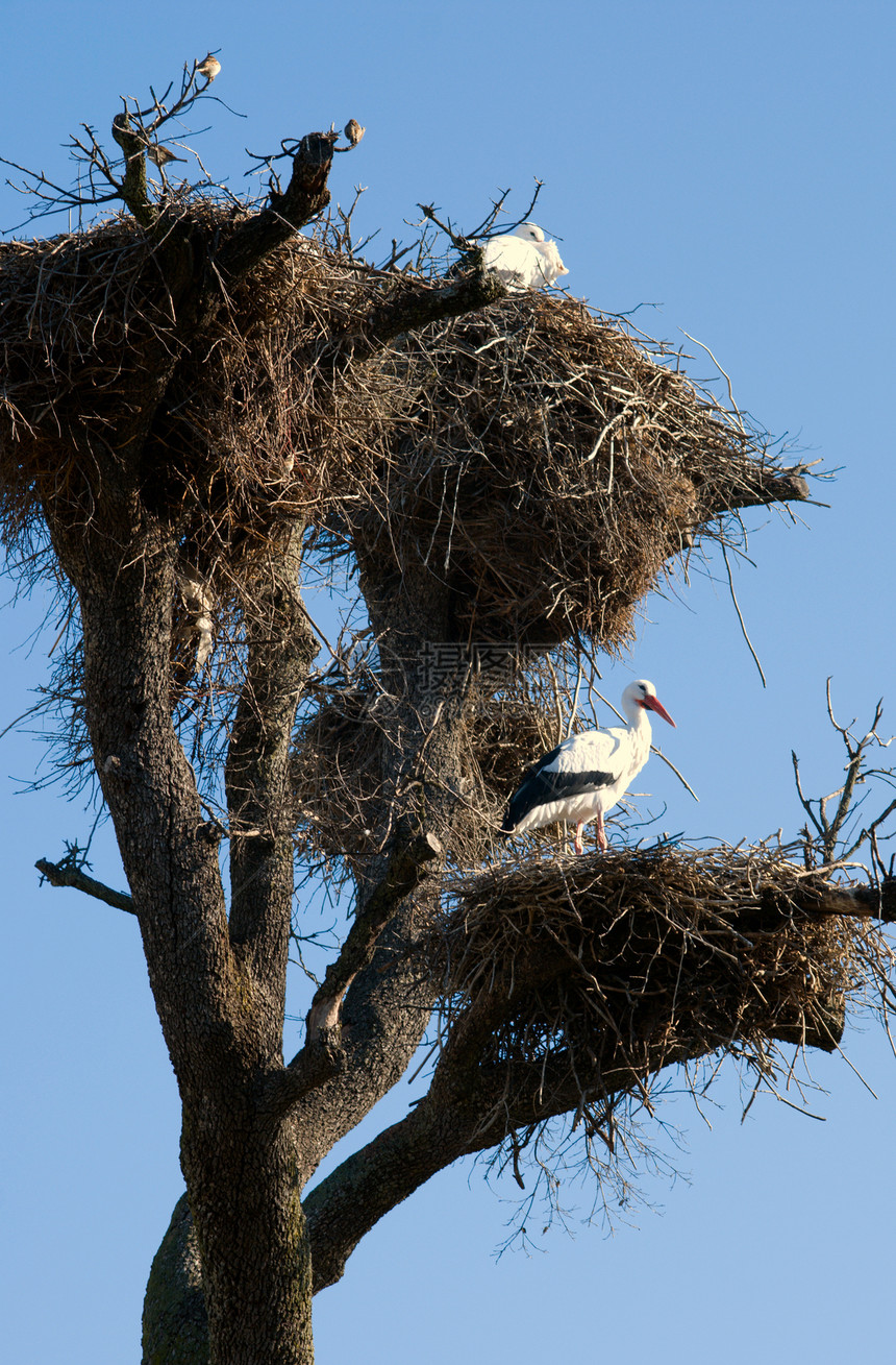 Stork 窝涉水白色迁移翅膀婴儿航班动物群羽毛白鹭避难所图片