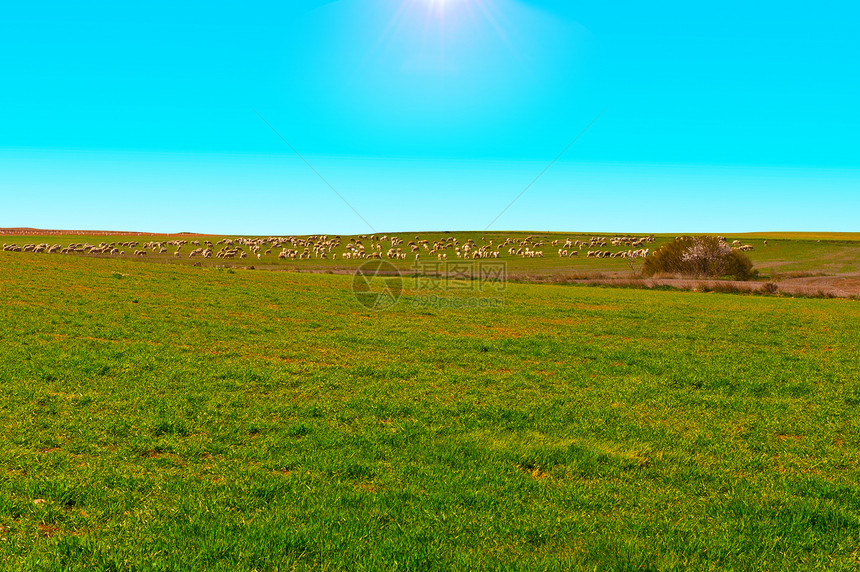 牧场羊哺乳动物季节农村家畜国家内存人群羊毛畜栏高山图片