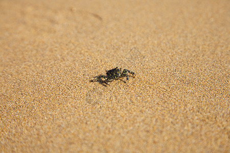 开心的小螃蟹小螃蟹在沙滩上行走背景