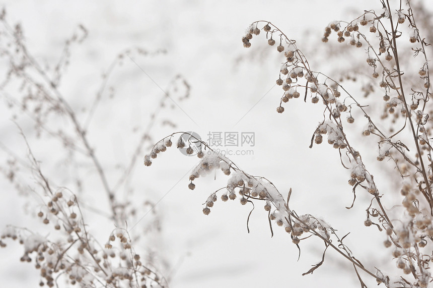 冻结的冬季冷冻植物雾凇水晶衬套白色季节宏观环境蓝色天气植物群图片