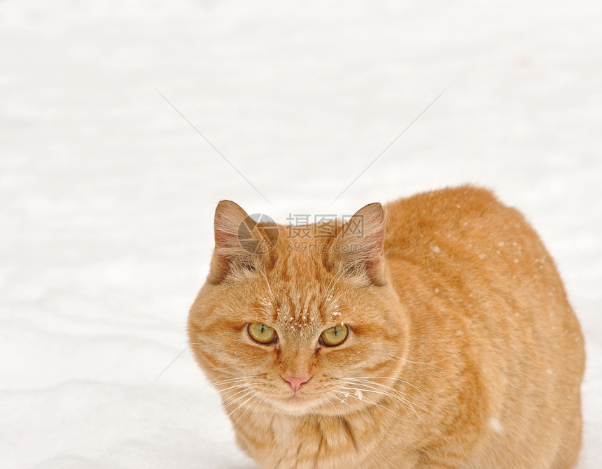 红猫在雪上宠物红色尾巴橙子晶须猫科耳朵兽医冻结家庭图片