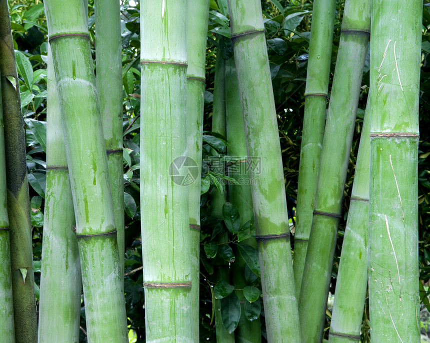 绿竹林异国生长生物园艺情调花园竹子叶子活力文化图片