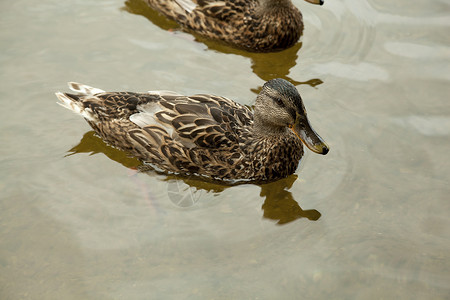 棕鸭鸭嘴兽动物池塘荒野女性游泳灰色棕色存货野生动物背景图片