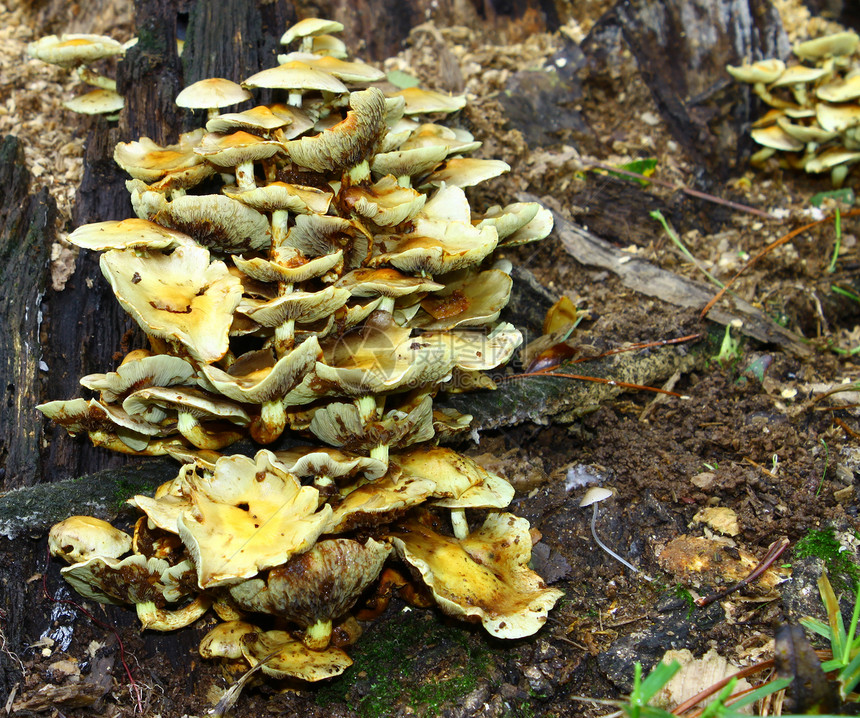 蘑菇橡木菌类棕褐色帽子雨量日光树桩集群图片