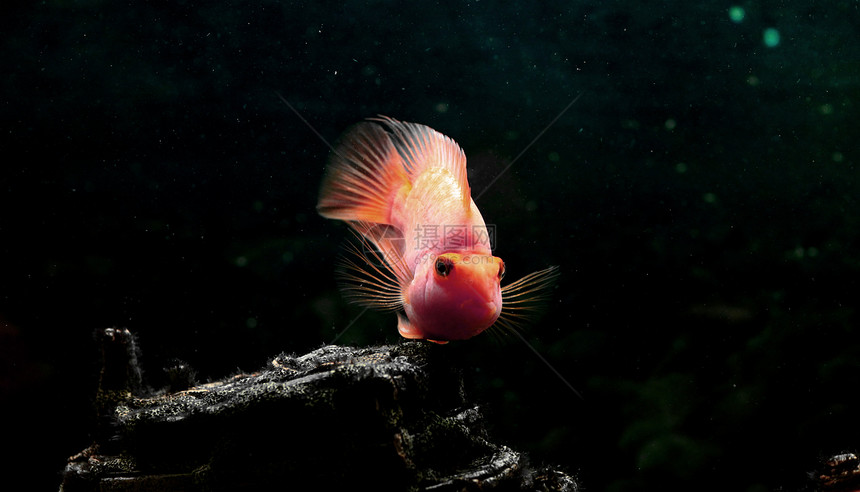 鹦鹉鱼眼睛池塘动物橙子生活鱼缸珊瑚情调热带野生动物图片